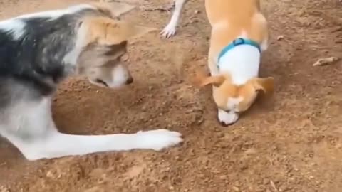 Funny dogs and cats video 😀🤣🤣🤣