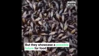 THE GLOBALISTS REALLY WANT PEOPLE TO EAT BUGS. THEY THINK IT WOULD BE HILARIOUS.