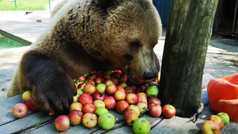 Bear's Breakfast