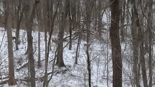 Hunting In The Snow