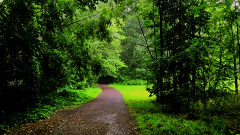 Nature Walk in Thunderstorm, Binaural Rain on Umbrella Sounds for Sleep and Study, ASMR