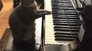 Cat playing a piano