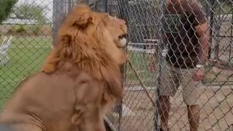 Poor lion king should not be in the cage