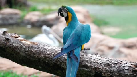 Beautiful parrot and white hanas