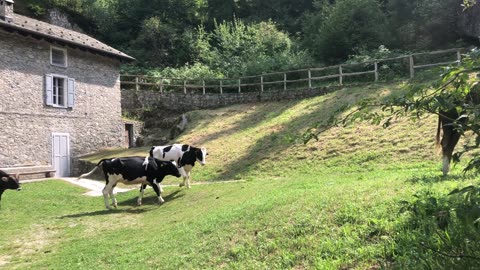 Cows and fun bells in the highlands of Central Highlands