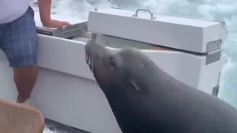 Sea Lion LEAPS onto Boat for Fish! #Shorts #Seals #Ocean