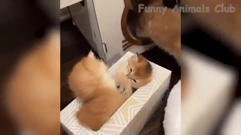 Funny Animal Videos 2022 😂 - Best Dogs And Cats Videos 😺😍