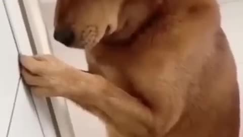 dog funny reels video