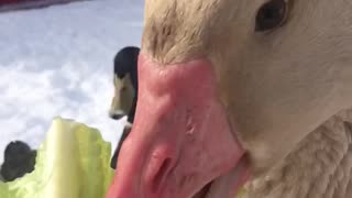 Geese enjoy a Romaine Lettuce treat