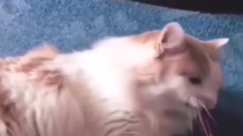 Cat video funny video tranding video #cat #catlover #cat_lover