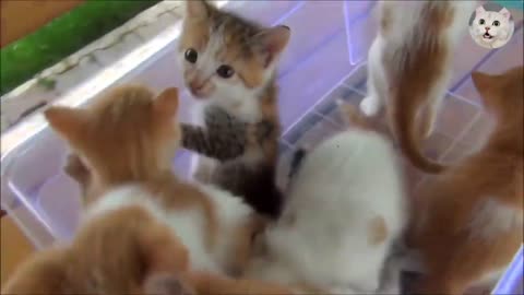 Kitten Cat | Kitten meow | Cute Kitten | Love Kitten