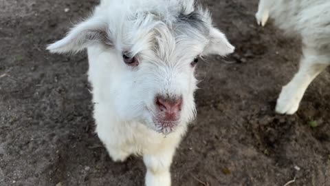 The cute lamb looked like a child. The family loved to cry when it wasn't sick