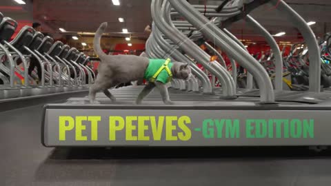 Aaron's Animals - Pet Peeves Gym Edition