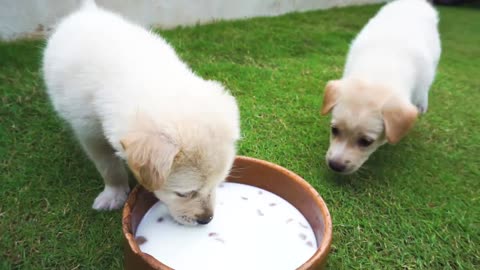 cute dog playing #