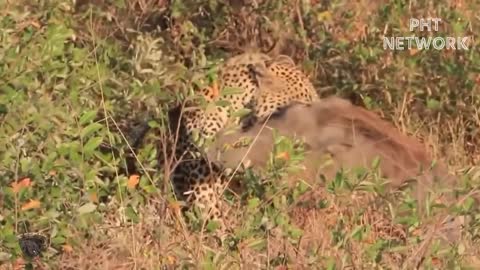 Leopard risked his life by diving into the river to brutally destroy crocodiles.