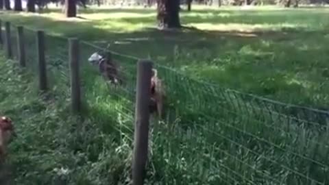 Dog Runs into Fence