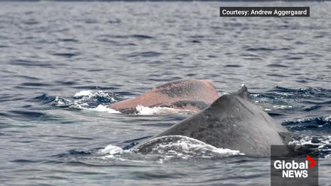 Humpback whale with shocking spinal injury a reminder for boaters to stay alert