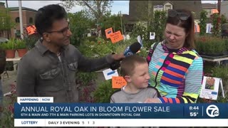 Royal Oak in Bloom