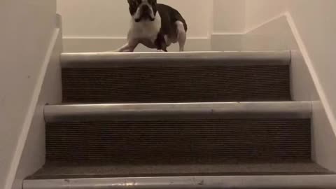 Dog Zoomies 😁😁😁 Funny Dog