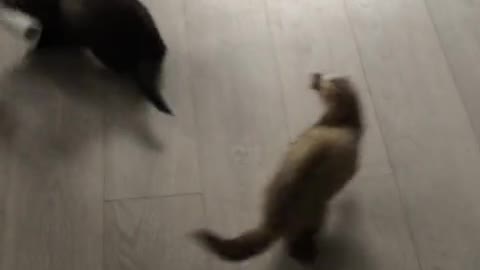 Ferret steals tube from pet friends, runs away with it