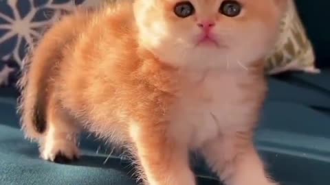 Funniest and Cutest Cats