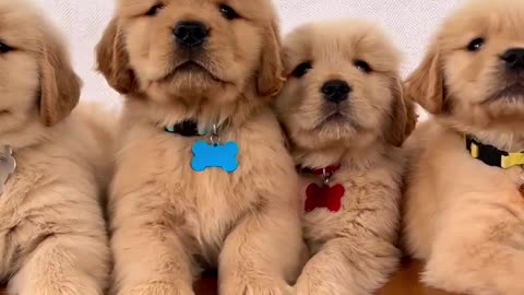 Super Handsome Golden Retriever Puppies!!!