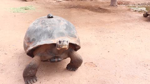 Galapagos Tortoise Hatchling