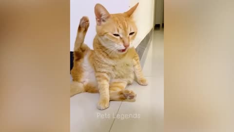 New funny Animals 😂 funniest cat and dog video
