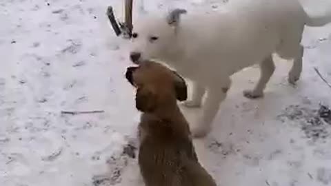 adorable dog family barking, cut puppies screaming