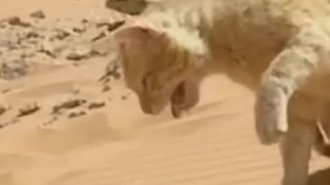 Cat vs Snake fight to death