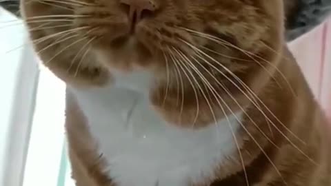 Funny cat video try not to laugh 🤣 😹😹😹😹😹