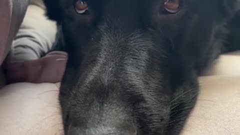 Pretend to be extra sad so mom feels guilty for leaving you home