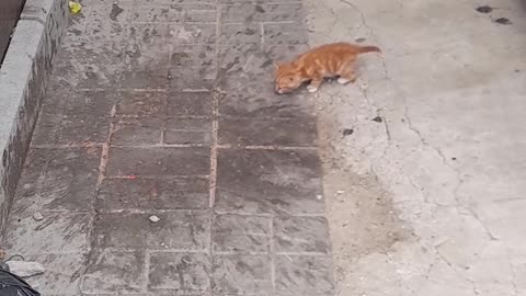 poor kittens living outside fast food restaurant