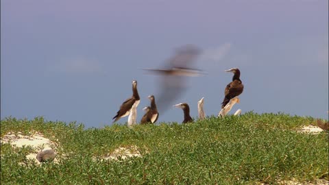 Wildlife, How to observe wildlife