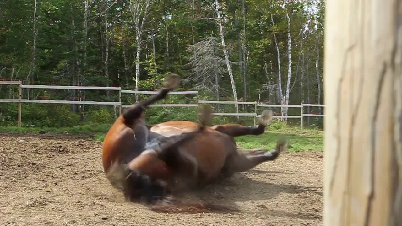 Horse rolls in dirt to dry off after a wash