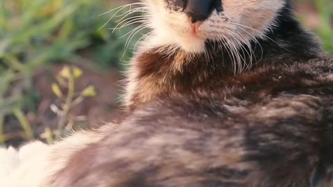 Cat video