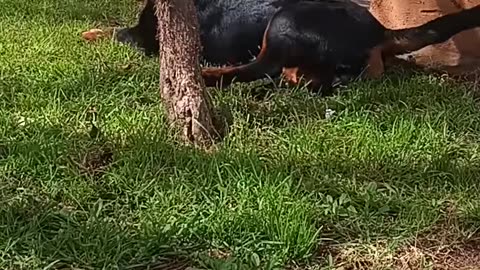 Rottweiler