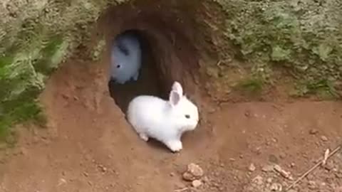 Bunny in cave 😂😌😌