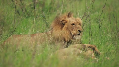 Male Lion Free Animal Video