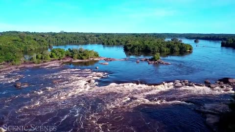 Amazon Rainforest I Scenic Relaxation Film I Animal In Jungle