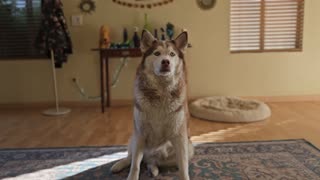 Husky Tricks: Play Dead, Speak, Hi-Five, Sit, Lay Down, and more!