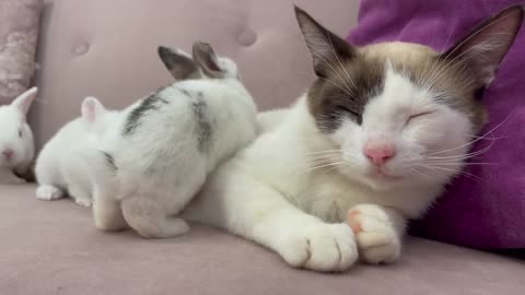 Baby Bunnies Wake Up a Sleeping and Lazy Cat