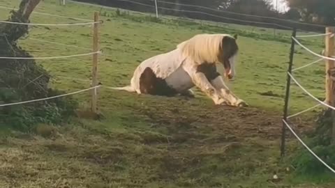 Funny Animal Videos. When the horse has in itch!