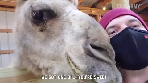 When animals go crazy, Funny animal videos