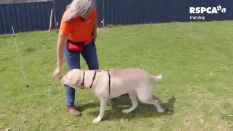 Dog training 🐕