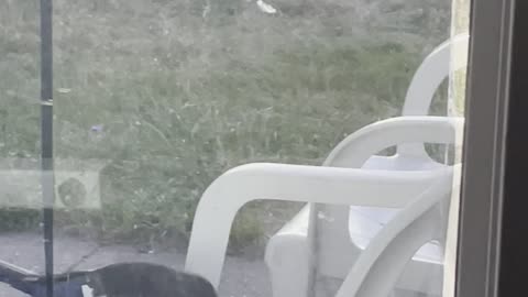 A magpie eats sausage