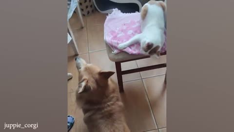 When dog and cat have become best friends ❤️ 10:32