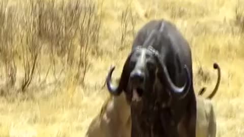 Amazing! 5 lions attack old buffalo