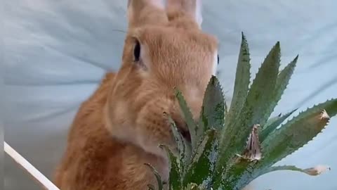 Have you ever seen a rabbit eating pineapple?