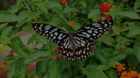 Butterfly zoomed